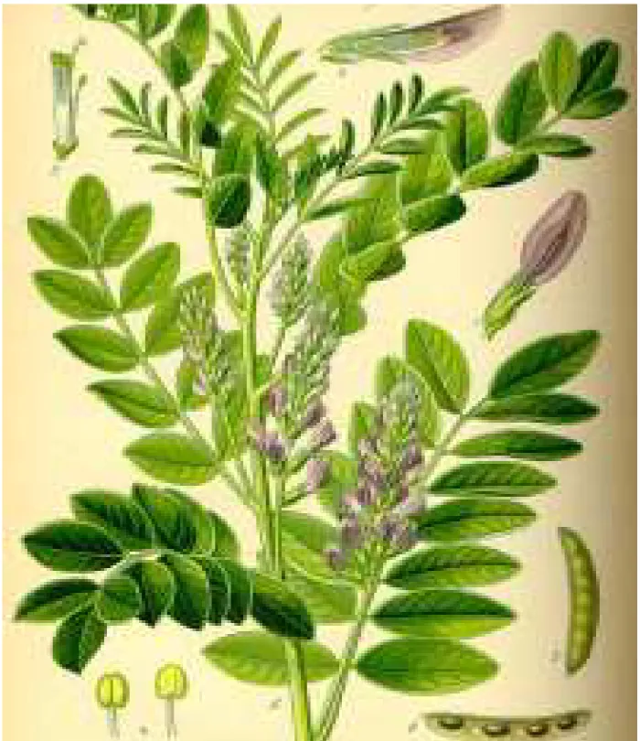 Foto 1: Pianta di liquirizia (Glycyrrhiza glabra L.) 