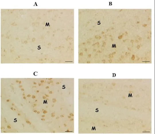 Figure 10: VAChT immunohistochemistry in Striatum of rat brain: WKY Control (A); SHR Control (B); SHR treated 