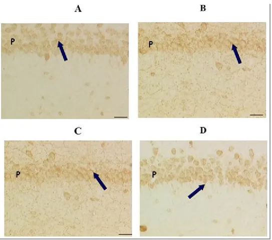 Figure  11:  VAChT  immunohistochemistry  in  the  Hyppocampus  of  rat  brain:  WKY  Control  (A);  SHR  Control  (B); 