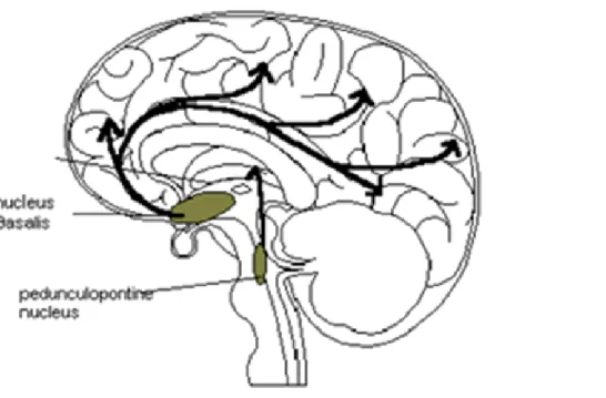 Figure  1.  Schematic  representation  of  the  ascending  cholinergic  projections  that,  from  the  base  of  the  forebrain 