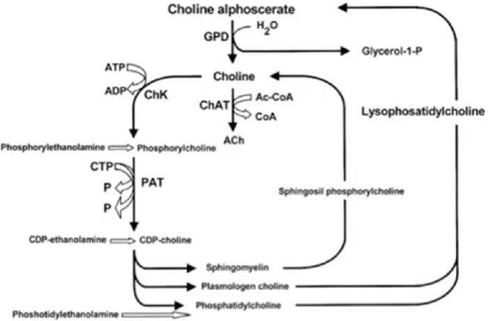 Figure 2 summarizes acetylcholine anabolic pathways (Amenta and Tayebati, 2008). As shown, the  enzyme glyceryl- phosphorylcholine diesterase transforms alpha glyceryl-phosphorylcholine into a  molecule of  choline and another of glycerol-1-phosphate