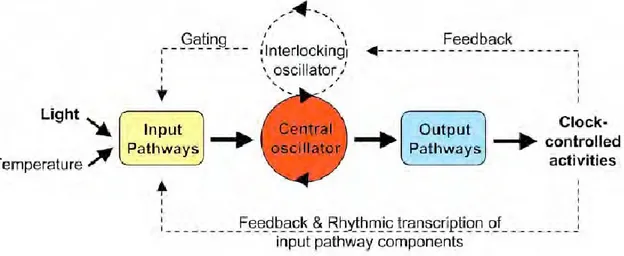 Fig. 1. Fundamental components of the circadian system  