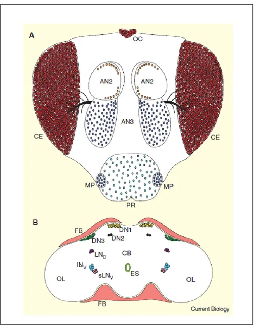 Fig. 2 - Circadian oscillators in Drosophila head (A)  