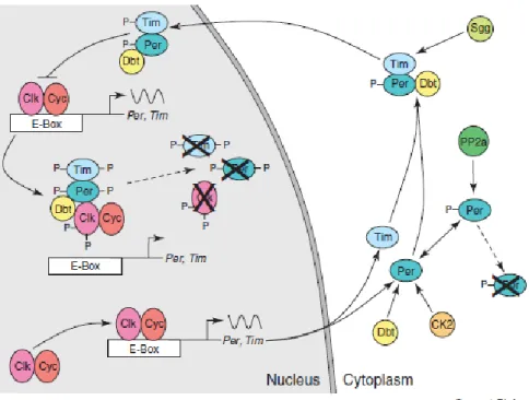 Fig.  3.  The  core  molecular  clock  in  Drosophila  melanogaster.  Model  of  the  PER/TIM  feedback  loop  (illustrated by Hardin, 2005) 