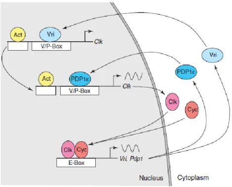 Fig. 4. The core molecular clock in Drosophila melanogaster. Model of the CLK feedback loop (illustrated by  Hardin, 2005)