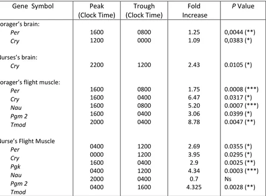 Table  1  -  Peak  times,  trough  times,  and  fold  increases  of  genes  found  to  significantly  vary  over  time  in  the  case  of  nurses and foragers bees, using one-way ANOVA  