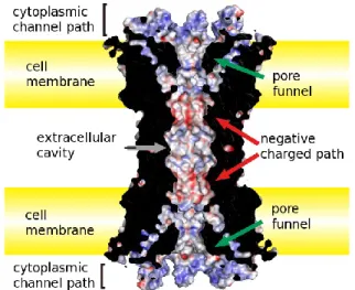 Figure 4   Pore structure of the Cx26 GJ channel. The permeation pathway of Cx26 GJ 