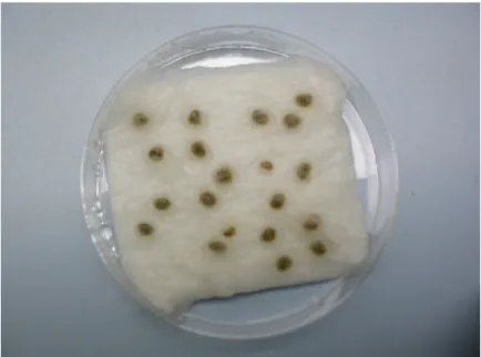 Figura 8. Semi di ficodindia posti su cotone imbibito con perossido di idrogeno 