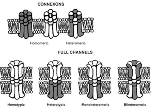 Figure 1.2: homomeric and heteromeric gap junctions (Cardiovasc Res (2004) 62 (2):276-286).