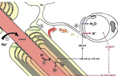 Figure 1.17: ‘potassium siphoning’ mechanism in glia cells (Neuroscience. 2005;136(1):65-86).