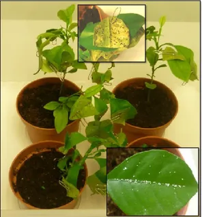 Figure 19. Transferring of infestation on plants 
