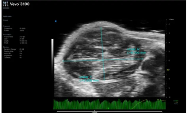 Fig. 7 Vevo ultrasound in vivo imaging techniques