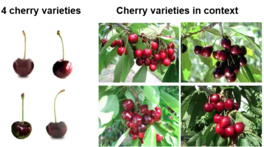 Figure 1.2: Left: four cherry varieties, namely (left to right, top to bottom) “Bing”, “Black Tartarian”, “Burlat” and “Lapin”