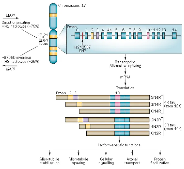 Figure 6. The MAPT gene locus and the tau protein isoforms. The MAPT locus has two haplotypes: the directly oriented H1 and the inverted H2