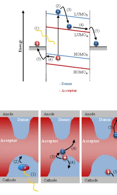 Figure 2.5 From light absorption to photocurrent in a BHJ solar cell. Up: simplified energy diagram (1) singlet exciton 