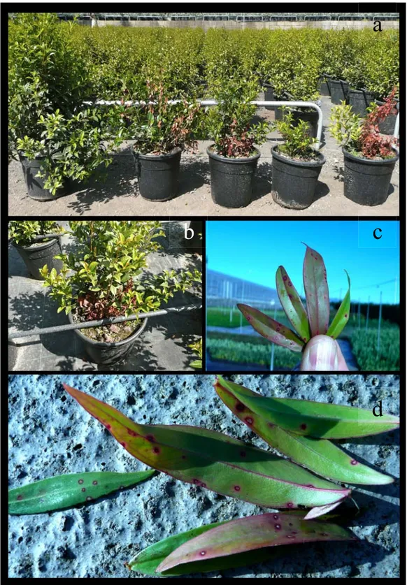 Figure 6. a-b. Different severity of disease on plants of Eugenia  myrtifolia c-d.  Leaf  spots on Agonis flexuosa