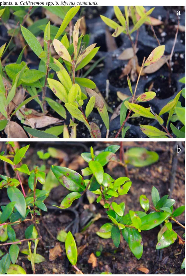 Figure 14. Symptoms of leaf spot caused by Calonectria spp. on different ornamental  plants
