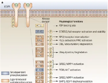 Figure 1: Ligand binding to EGFR causes receptor homodimerization or heterodimerization, which leads to  transphosphorylation of the cytoplasmic tail tyrosine residues