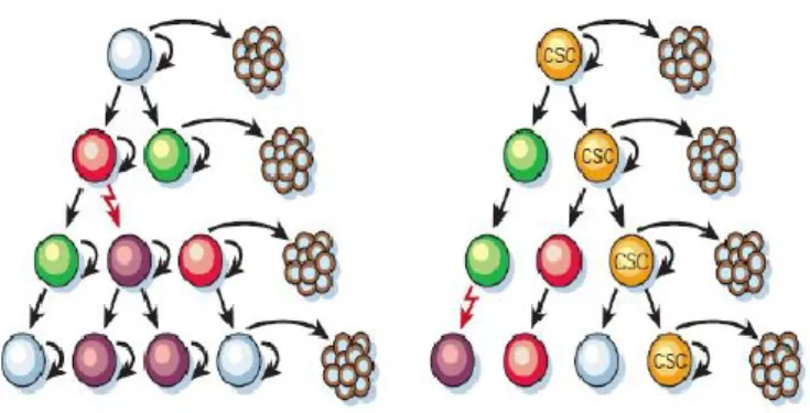 Figure  3:  Two  general  models  of  heterogeneity  in  solid  cancer  cells.  a,  Cancer  cells  of  many  different 