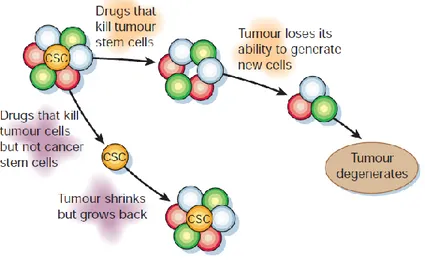 Figure  4:  Conventional  therapies  may  shrink  tumours  by  killing  mainly  cells  with  limited  proliferative 