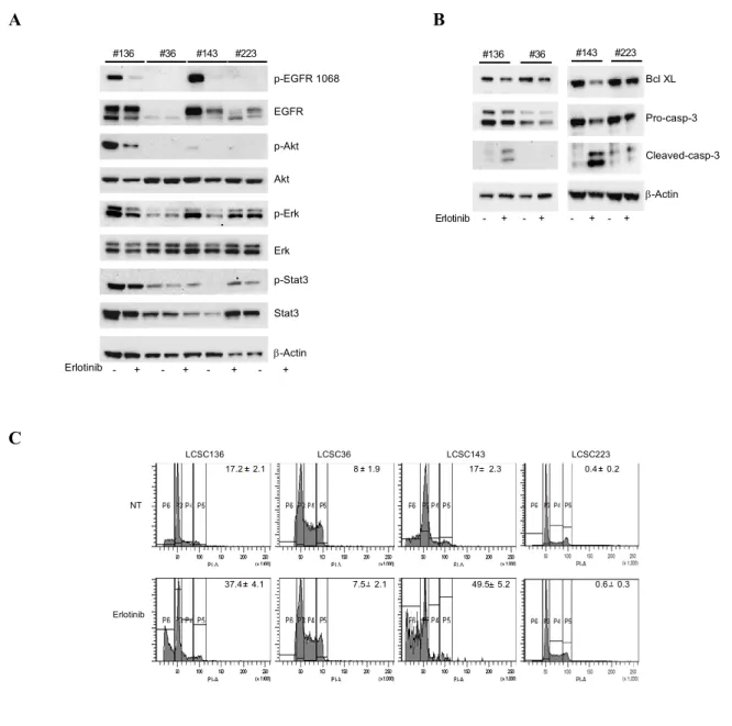 Figure 9: Effects of Erlotinib on downstream signaling proteins and on apoptosis in lung CSCs 