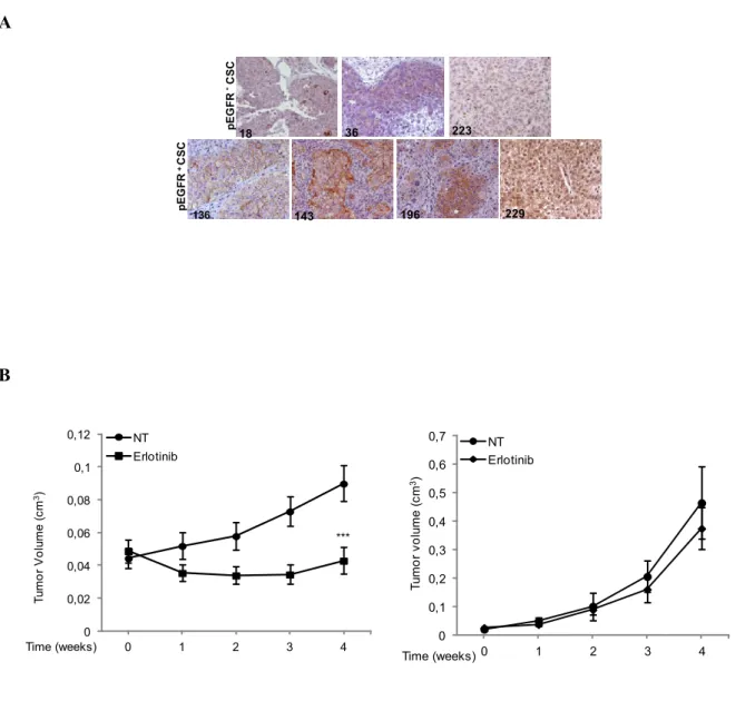 Figure 10: EGFR phosphorylation in lung CSC-derived xenografts and antitumor activity of Erlotinib  in vivo 