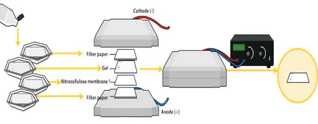 Fig. 6. Southern blotting method. 