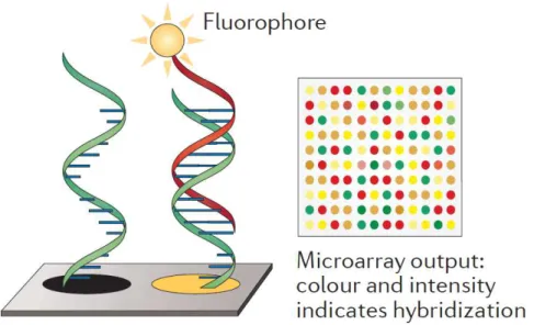 Fig. 7. DNA-microarray scheme. 