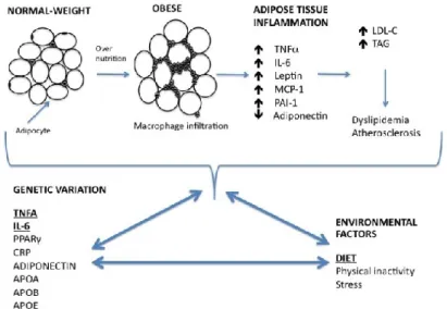Figure  1.  Diagram  for  obesity-associated  low-grade  inflammation,  and  the  relationship  of  diet–