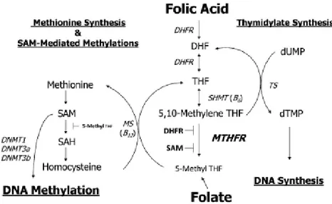 Figure 2. Folic acid metabolism. This schematic shows the process by which folate/folic acid is 