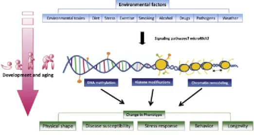 Figure  4.  Epigenetic  mechanisms  provide  the  link  between  environmental  factors  and 