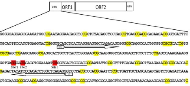 Figure  8.  Location  of  LINE-1  pyrosequencing  sites  1-3.  CpG  island  region  of  the  human 