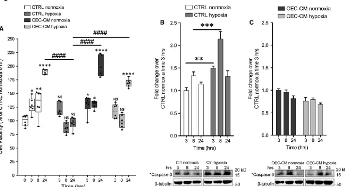 Fig.  1  OEC-CM  exhibits  neuroprotective  effects  on the  human  neuroblastoma  cell  lines