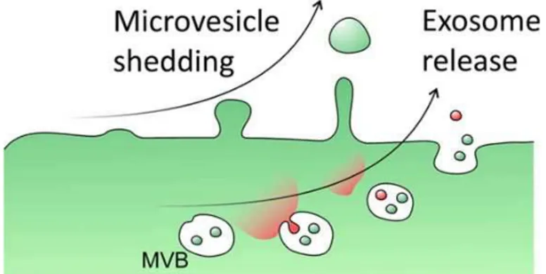 Fig. 3. Differences in the formation of microvesicles and exosomes. 
