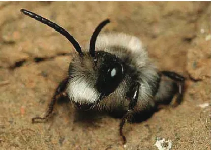 Fig. 11. Esemplare di Andrena nidificante all’interno di gallerie scavate nel 
