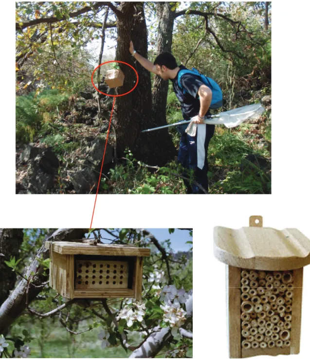 Fig. 31. Modelli di trappole nido impiegati per la presente indagine. In alto 