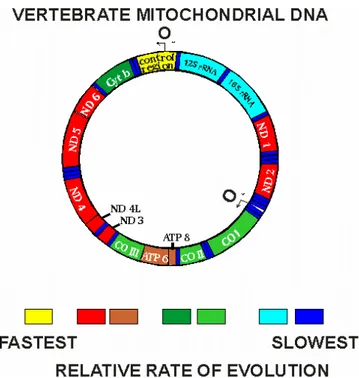 Fig. 6 –  Mappa del DNA mitocondriale di Vertebrato con relativi tassi di evoluzione. 