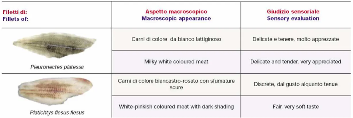 Tab. 2 -   Filetti: aspetto macroscopico e giudizio sensoriale. 