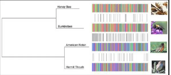 Fig.  2  –  Rappresentazione schematica delle differenze nelle sequenze barcode di differenti 
