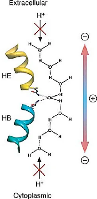 Figure 4. The proton exclusion mechanism 