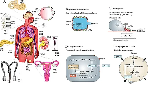 Figure  7.  Aquaporins  distribution  in  human  body  and  their  physiological  functions 