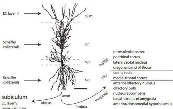 Figure  4  -  CA1  dendritic  morphology,  spines,  and  synaptic  inputs  and  outputs,  respectively