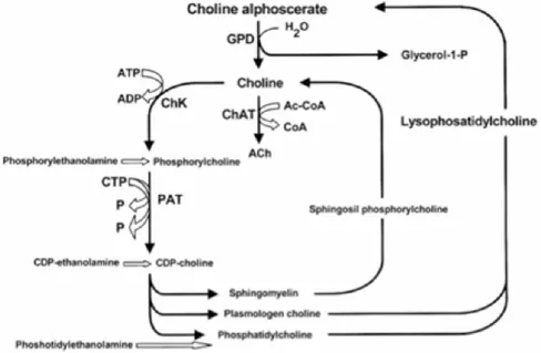 Figure B summarizes acetylcholine anabolic pathways (Amenta et al., 2008). 