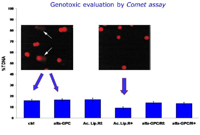 Figure 16: Genotoxic evaluation by Comet Assay: The analysis of DNA status by Alkaline Comet  assay showed any significant modifications induced by the treatment with (+)thioctic acid 