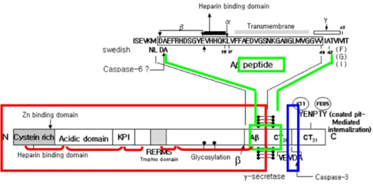 Fig. 2.1 – Struttura dell’APP. L’APP contiene un grande dominio extracellulare, un 