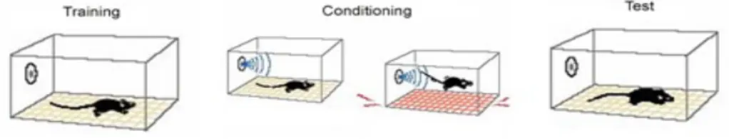 Fig. 3.1 - Fasi del FC test. Training: l’animale viene posto in un nuovo contesto (camera   di condizionamento) per 2 minuti; Condizionamento:  viene somministrato un suono (SC)   per 30 sec e negli ultimi 2 secondi uno shock elettrico