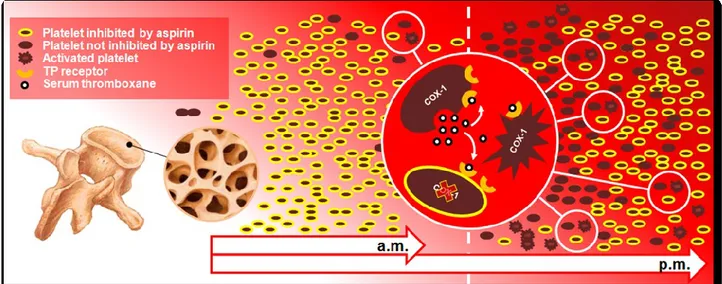 Figura 5. Rilascio circadiano di piastrine dal midollo osseo nel torrente ematico e   impatto della somministrazione di una singola dose giornaliera di aspirina sulle  piastrine “giovani” in pazienti con diabete mellito di tipo II