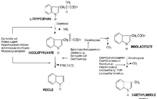 Figura 9 - Biosintesi dello scatòlo e dell'indolo. Fonte Schreurs et al., 2008. 