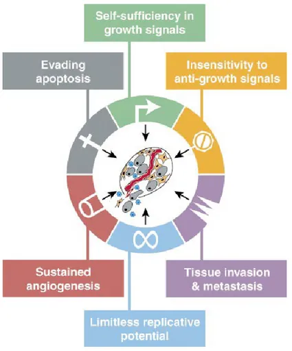 Figure 4 Acquired Capabilities of Cancer [7] 