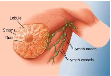 Figure 6 Anatomy of the breast 